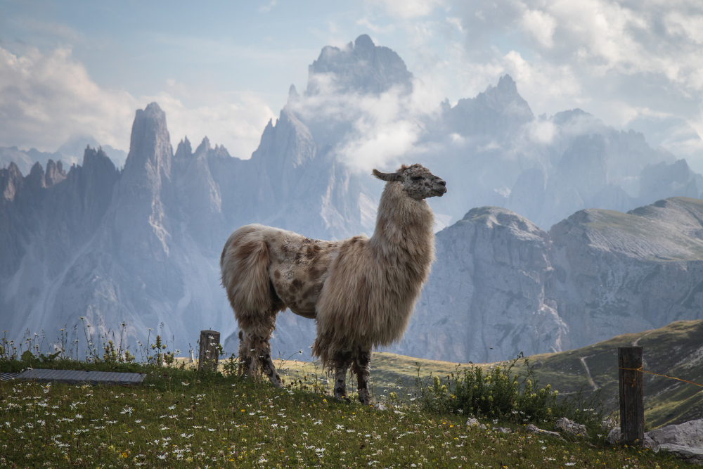Llama