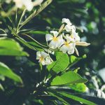 Pohon Kamboja yang Unik serta Penuh Arti di Dekat Kita