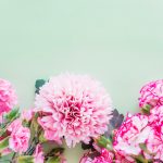 Bunga Carnation yang Menawan serta Penuh Arti buat Bermacam Momen