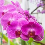 Keelokan Bunga Anggrek yang Elok serta Membuat Siapa Saja Terpesona