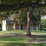 Pohon Peneduh Rumah yang Cocok untuk Halaman Sejuk dan Nyaman