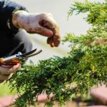 Tips Memotong Bonsai agar Bentuknya Rapi dan Menarik