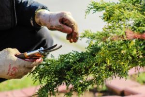 Tips memotong bonsai