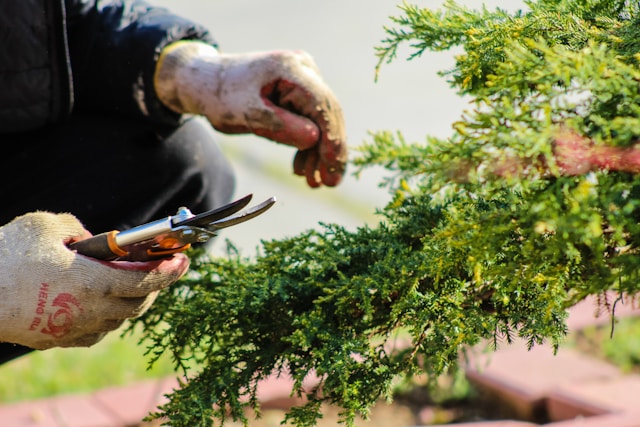 Tips memotong bonsai