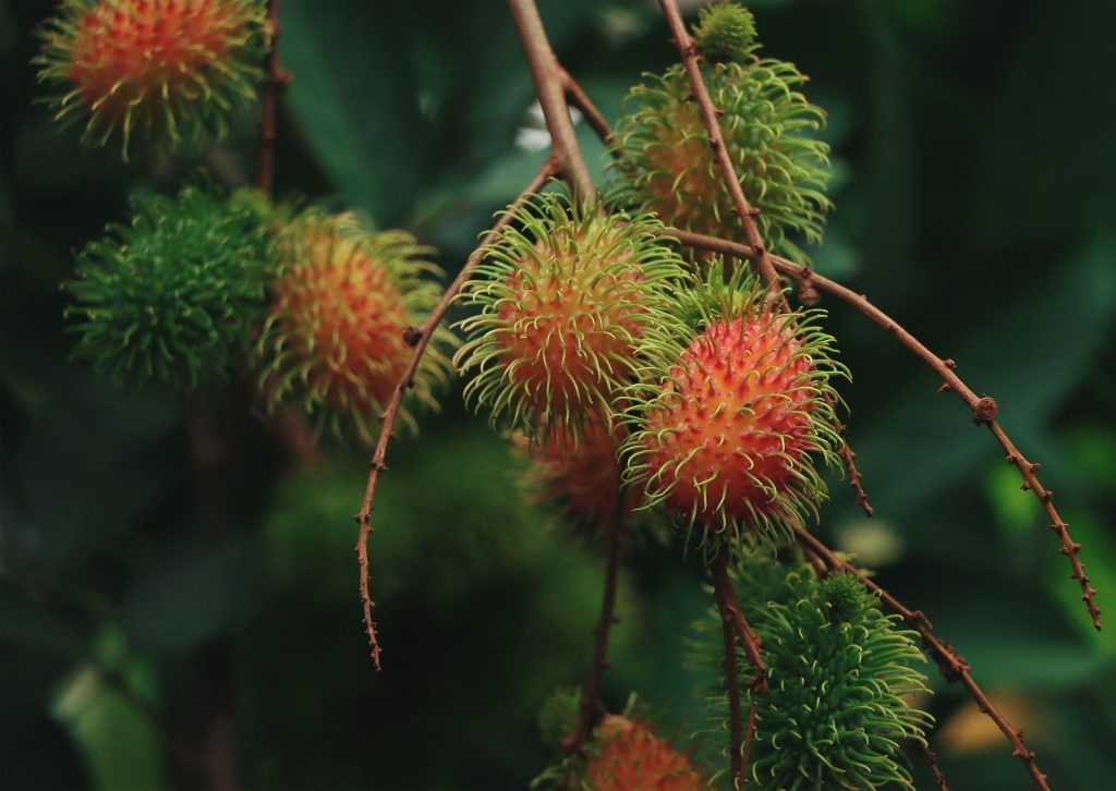 Buah rambutan