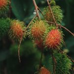Buah Rambutan yang Manis Fresh serta Kaya Khasiat buat Kesehatan