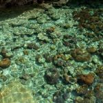 Mengenal Laut Dangkal dan Perannya bagi Kehidupan serta Ekosistem