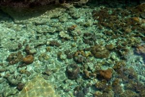laut dangkal
